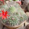Matucana_ krahnii